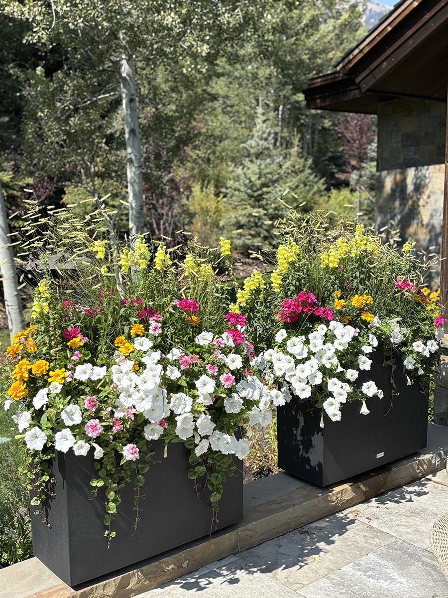 Jackson Hole Container Gardening